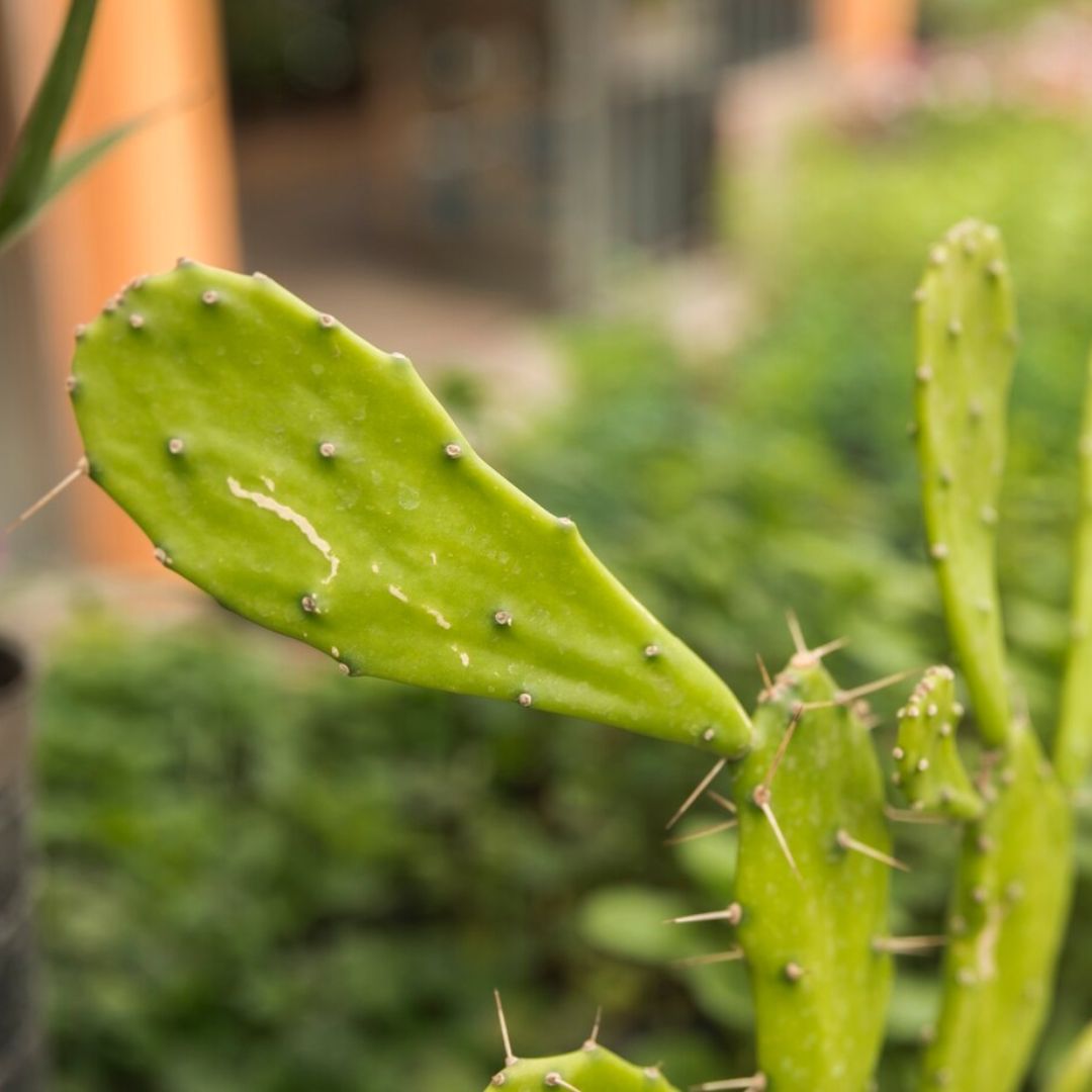 ¡Verde, más que un color un estilo de vida! – La importancia de lo natural