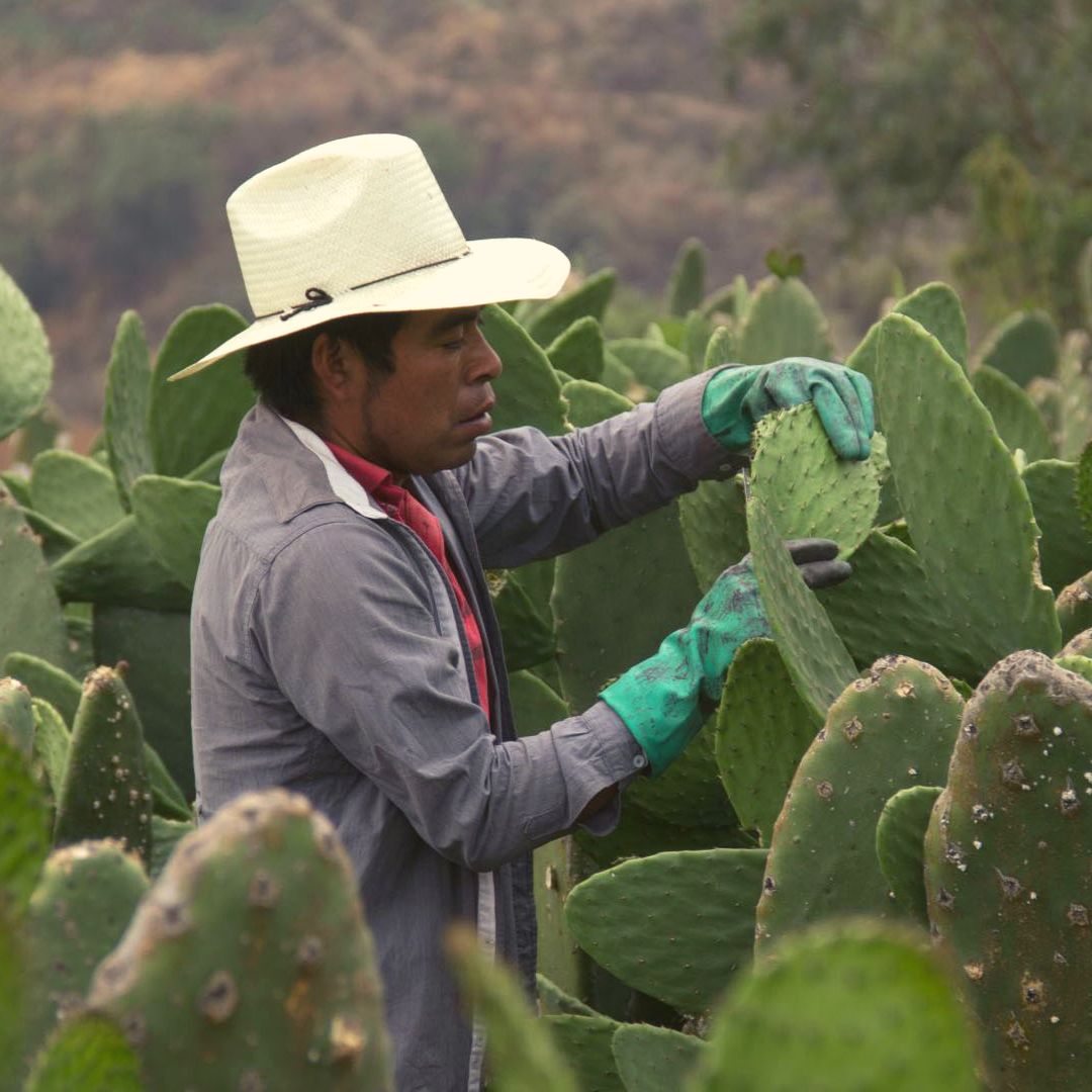 El oro verde mexicano – Importancia del nopal